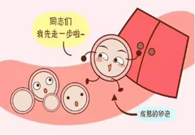 科学备孕！接好孕！Get卵泡监测攻略4.jpg